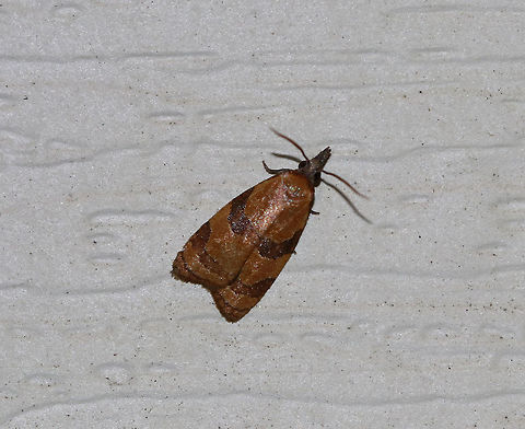 Spring Dead-leaf Roller - Cenopis diluticostana TL: ~6-7 mm. Shiny orange FW with darker AM and PM bands. Hosts: Ash, possibly oak.

Habitat: Attracted to an LED light (395 nm) in a semi-rural area Cenopis diluticostana,Geotagged,Spring dead-leaf roller,Summer,United States