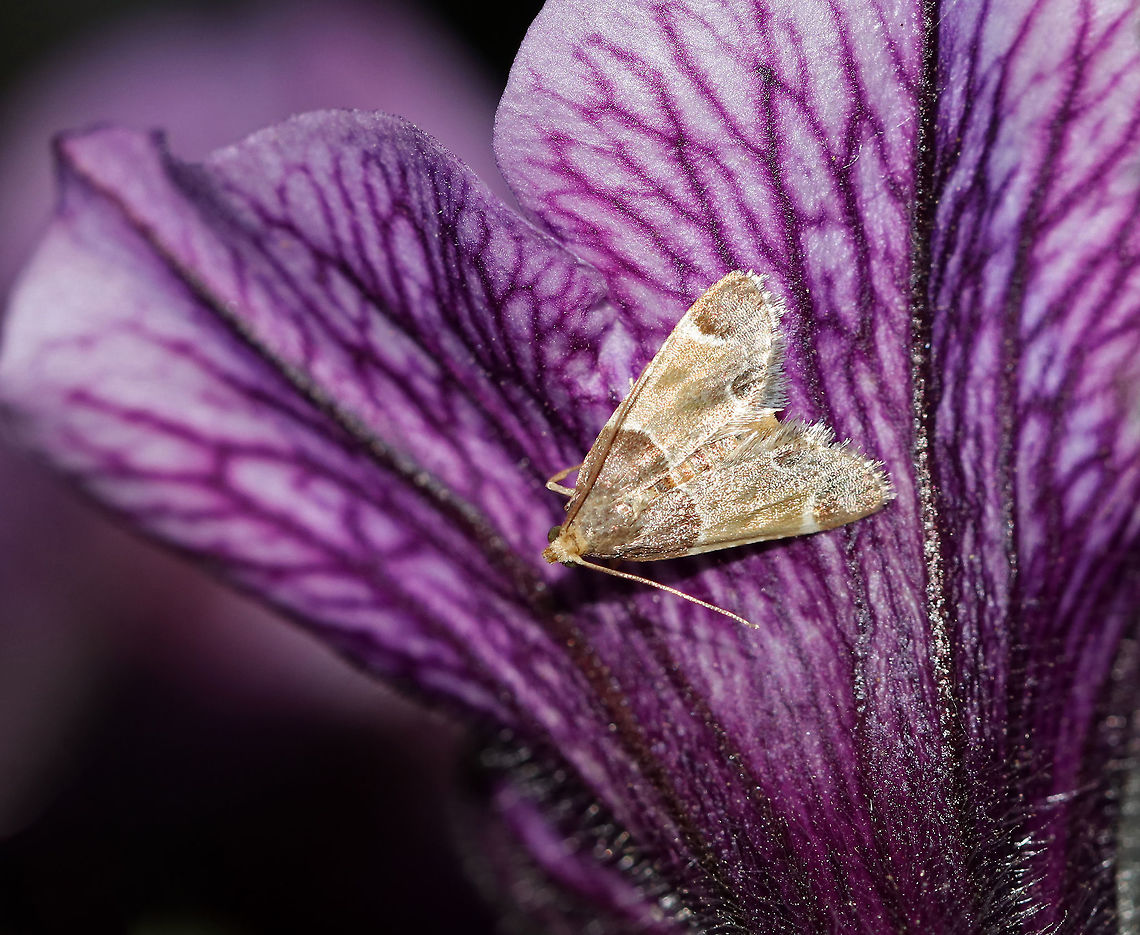 Meal Moth - Pyralis farinalis TL: ~ 15 mm.  This individual was worn, but I could make out the brown FW with fawn-colored median area that is bordered by white lines. Hosts: Grain products, clover and alfalfa hay.<br />
<br />
Habitat: Resting on a flower in the early evening. Geotagged,Meal moth,Pyralis farinalis,Summer,United States,meal moth,moth,pyralis