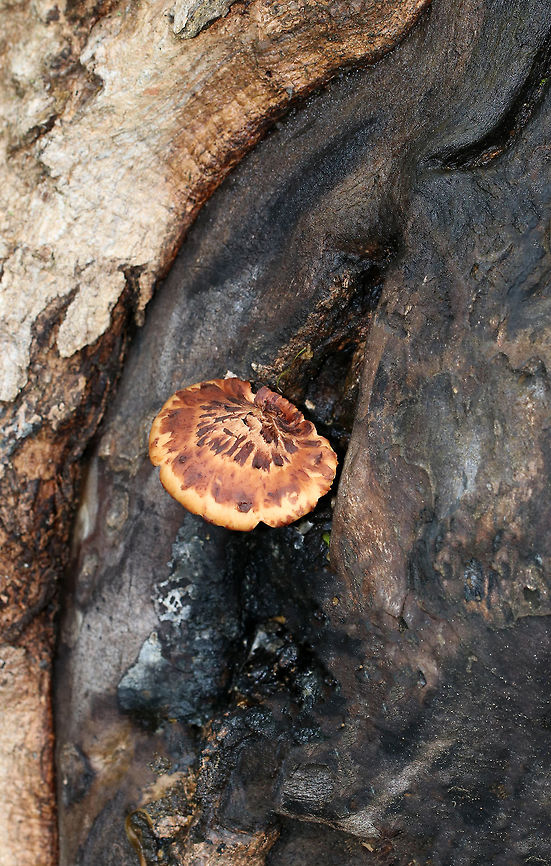 Dryad's Saddle - Cerioporus squamosus Fan-shaped tan cap with flattened reddish brown scales. Yellowish tan pores. Stem was covered in velvety, dark brown tomentum. <br />
<br />
Habitat: Growing out of a wound in a dying/dead tree<br />
<figure class="photo"><a href="https://www.jungledragon.com/image/81242/dryads_saddle_-_cerioporus_squamosus.html" title="Dryad&#039;s Saddle - Cerioporus squamosus"><img src="https://s3.amazonaws.com/media.jungledragon.com/images/3232/81242_thumb.jpg?AWSAccessKeyId=05GMT0V3GWVNE7GGM1R2&Expires=1767225610&Signature=u034plsWkIR5mOauHA5z06h4NF8%3D" width="200" height="168" alt="Dryad&#039;s Saddle - Cerioporus squamosus Fan-shaped tan cap with flattened reddish brown scales. Yellowish tan pores. Stem was covered in velvety, dark brown tomentum. <br />
<br />
Habitat: Growing out of a wound in a dying/dead tree<br />
https://www.jungledragon.com/image/81241/dryads_saddle_-_cerioporus_squamosus.html Dryad&#039;s Saddle,Geotagged,Polyporus squamosus,Spring,United States" /></a></figure> Dryad's Saddle,Geotagged,Polyporus squamosus,Spring,United States