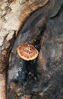 Dryad's Saddle - Cerioporus squamosus Fan-shaped tan cap with flattened reddish brown scales. Yellowish tan pores. Stem was covered in velvety, dark brown tomentum. 

Habitat: Growing out of a wound in a dying/dead tree
https://www.jungledragon.com/image/81242/dryads_saddle_-_cerioporus_squamosus.html Dryad's Saddle,Geotagged,Polyporus squamosus,Spring,United States