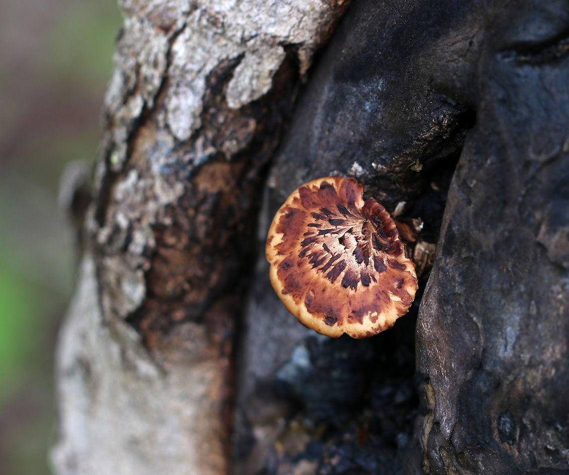 Dryad's Saddle - Cerioporus squamosus Fan-shaped tan cap with flattened reddish brown scales. Yellowish tan pores. Stem was covered in velvety, dark brown tomentum. <br />
<br />
Habitat: Growing out of a wound in a dying/dead tree<br />
<figure class="photo"><a href="https://www.jungledragon.com/image/81241/dryads_saddle_-_cerioporus_squamosus.html" title="Dryad&#039;s Saddle - Cerioporus squamosus"><img src="https://s3.amazonaws.com/media.jungledragon.com/images/3232/81241_thumb.jpg?AWSAccessKeyId=05GMT0V3GWVNE7GGM1R2&Expires=1767225610&Signature=U59tghe2V%2BAWeF4kr4Emwy%2BJVQQ%3D" width="98" height="152" alt="Dryad&#039;s Saddle - Cerioporus squamosus Fan-shaped tan cap with flattened reddish brown scales. Yellowish tan pores. Stem was covered in velvety, dark brown tomentum. <br />
<br />
Habitat: Growing out of a wound in a dying/dead tree<br />
https://www.jungledragon.com/image/81242/dryads_saddle_-_cerioporus_squamosus.html Dryad&#039;s Saddle,Geotagged,Polyporus squamosus,Spring,United States" /></a></figure> Dryad's Saddle,Geotagged,Polyporus squamosus,Spring,United States