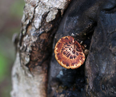 Dryad's Saddle - Cerioporus squamosus Fan-shaped tan cap with flattened reddish brown scales. Yellowish tan pores. Stem was covered in velvety, dark brown tomentum. 

Habitat: Growing out of a wound in a dying/dead tree
https://www.jungledragon.com/image/81241/dryads_saddle_-_cerioporus_squamosus.html Dryad's Saddle,Geotagged,Polyporus squamosus,Spring,United States