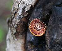 Dryad's Saddle - Cerioporus squamosus Fan-shaped tan cap with flattened reddish brown scales. Yellowish tan pores. Stem was covered in velvety, dark brown tomentum. <br />
<br />
Habitat: Growing out of a wound in a dying/dead tree<br />
https://www.jungledragon.com/image/81241/dryads_saddle_-_cerioporus_squamosus.html Dryad's Saddle,Geotagged,Polyporus squamosus,Spring,United States
