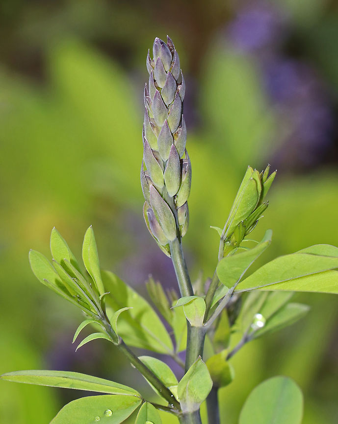 Blue Wild Indigo - Baptisia australis Native to eastern and central North America.<br />
<br />
Habitat: Growing in a native plant garden along a forest edge Baptisia,Baptisia australis,Blue wild indigo,Geotagged,Spring,United States,blue false indigo,blue wild indigo,horsefly weed,rattlebush,rattleweed