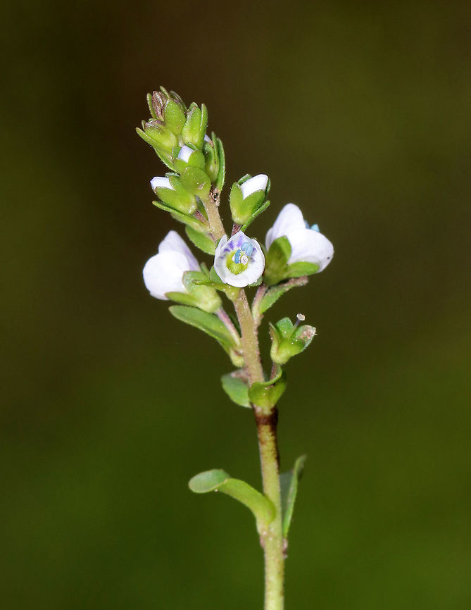 Thyme-leaved Speedwell - Veronica serpyllifolia Introduced from Europe, but now widespread. It has a reputation for being a good medicinal herb when used for tea or in topicals.<br />
<br />
Habitat: Shady, grassy area beside a pond Geotagged,Spring,United States,Veronica,Veronica serpyllifolia,speedwell,thyme-leaved speedwell