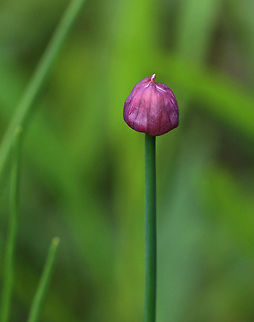 Wild Chives - Allium  schoenoprasum Clusters of purple, globular flowers subtended by papery bracts atop tall, thin stems. Thin, green leaves that look like blades of grass. This plant easily escapes gardens.

Habitat: Native garden
https://www.jungledragon.com/image/81246/wild_chives_-_allium_schoenoprasum.html Allium schoenoprasum,Chives,Geotagged,Spring,United States,onion