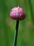 Wild Chives - Allium schoenoprasum Clusters of purple, globular flowers subtended by papery bracts atop tall, thin stems. Thin, green leaves that look like blades of grass. This plant easily escapes gardens.<br />
<br />
Habitat: Native garden<br />
https://www.jungledragon.com/image/81245/wild_chives_-_allium_schoenoprasum.html Allium schoenoprasum,Chives,Geotagged,Spring,United States