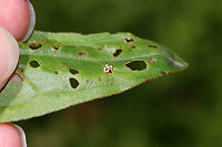 Black-margined Loosestrife Beetle Eggs - Neogalerucella calmariensis The eggs are spherical, white, and topped with frass.<br />
<br />
The larvae and adults of this species only feed on purple loosestrife (Lythrum salicaria), which is invasive. The beetles have been introduced in North America as a biological control agent for purple loosestrife.<br />
<br />
I found eggs, larvae, and adults on purple loosestrife in a rural garden. <br />
https://www.jungledragon.com/image/81248/black-margined_loosestrife_beetle_eggs_-_neogalerucella_calmariensis.html Black-margined loosestrife beetle,Geotagged,Neogalerucella calmariensis,Spring,United States