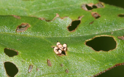Black-margined Loosestrife Beetle Eggs - Neogalerucella calmariensis The eggs are spherical, white, and topped with frass.

The larvae and adults of this species only feed on purple loosestrife (Lythrum salicaria), which is invasive. The beetles have been introduced in North America as a biological control agent for purple loosestrife.

I found eggs, larvae, and adults on purple loosestrife in a rural garden.
https://www.jungledragon.com/image/81247/black-margined_loosestrife_beetle_eggs_-_neogalerucella_calmariensis.html Black-margined loosestrife beetle,Geotagged,Neogalerucella calmariensis,Spring,United States
