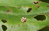 Black-margined Loosestrife Beetle Eggs - Neogalerucella calmariensis The eggs are spherical, white, and topped with frass.<br />
<br />
The larvae and adults of this species only feed on purple loosestrife (Lythrum salicaria), which is invasive. The beetles have been introduced in North America as a biological control agent for purple loosestrife.<br />
<br />
I found eggs, larvae, and adults on purple loosestrife in a rural garden.<br />
https://www.jungledragon.com/image/81247/black-margined_loosestrife_beetle_eggs_-_neogalerucella_calmariensis.html Black-margined loosestrife beetle,Geotagged,Neogalerucella calmariensis,Spring,United States