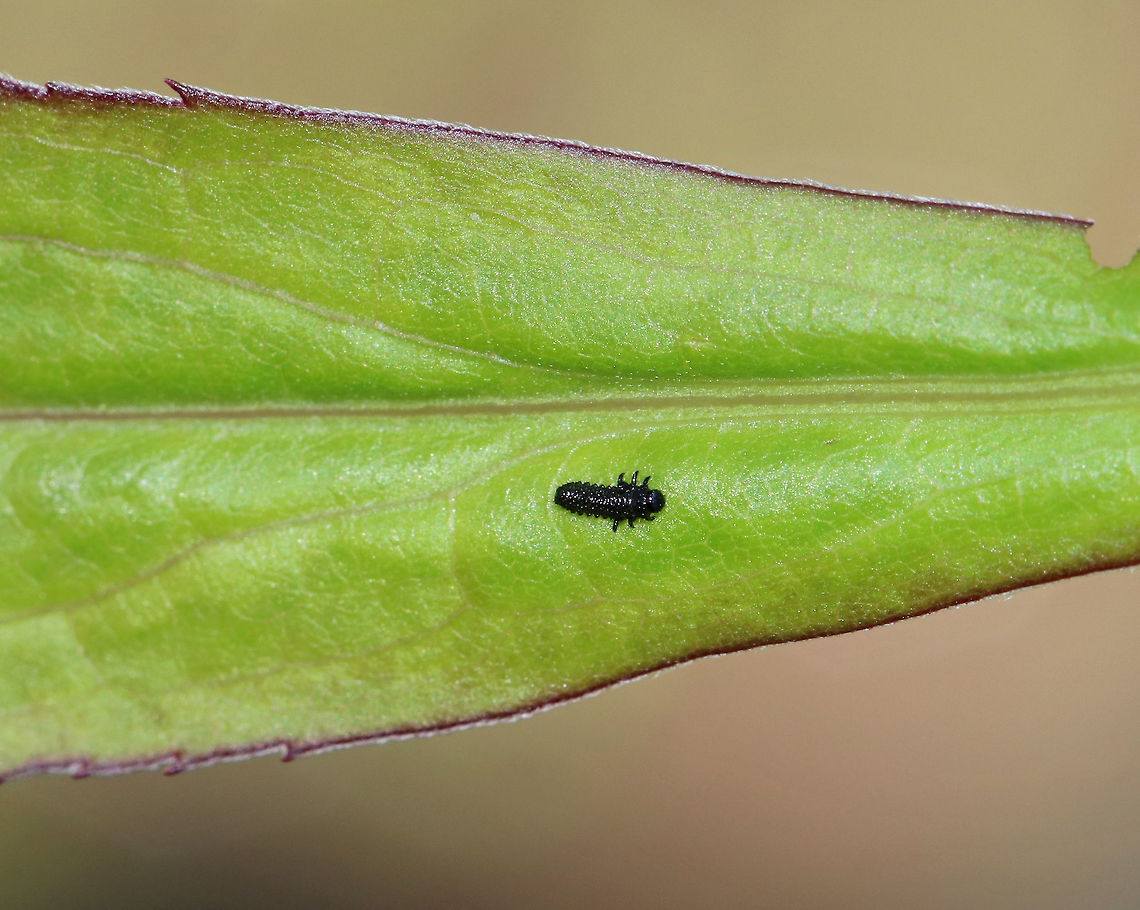 Skeletonizing Leaf Beetle Larva - Trirhabda sp. Shiny, blue-black larvae that looked like prehistoric armored trucks.<br />
<br />
Habitat: Rural, native garden Geotagged,Spring,United States,beetle larva,larva