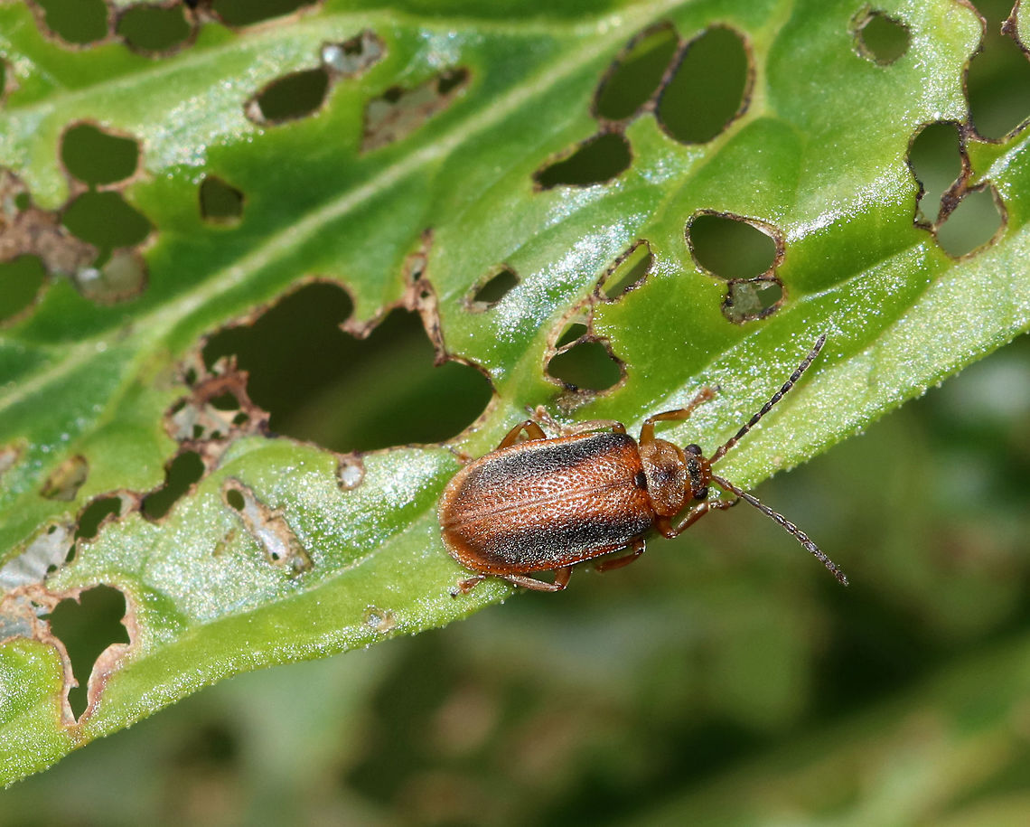Black-margined Loosestrife Beetle - Neogalerucella calmariensis A reddish brown beetle with a broad, dark stripe on the thorax. The body has parallel sides, and the elytra was pubescent and had punctations. <br />
<br />
The larvae and adults of this species only feed on purple loosestrife (Lythrum salicaria), which is invasive. The beetles have been introduced in North America as a biological control agent for purple loosestrife.<br />
<br />
Habitat: Native garden Black-margined loosestrife beetle,Geotagged,Neogalerucella calmariensis,Spring,United States,beetle