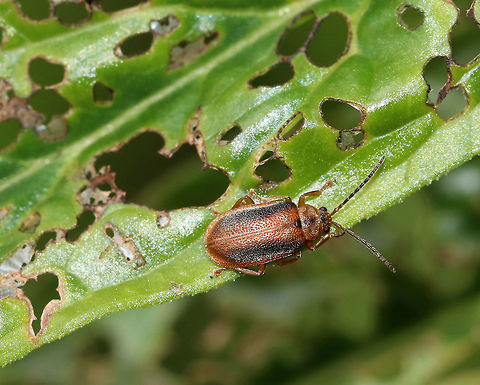 Black-margined Loosestrife Beetle - Neogalerucella calmariensis A reddish brown beetle with a broad, dark stripe on the thorax. The body has parallel sides, and the elytra was pubescent and had punctations. 

The larvae and adults of this species only feed on purple loosestrife (Lythrum salicaria), which is invasive. The beetles have been introduced in North America as a biological control agent for purple loosestrife.

Habitat: Native garden Black-margined loosestrife beetle,Geotagged,Neogalerucella calmariensis,Spring,United States,beetle