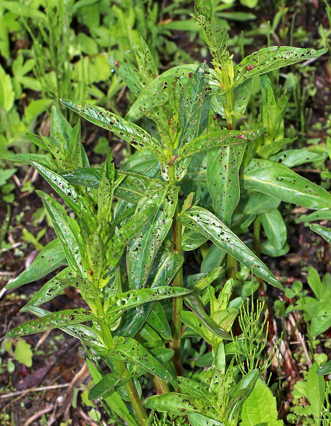 Purple Loosestrife (Lythrum salicaria) Purple loosestrife (Lythrum salicaria), an invasive plant, which has been decimated by the Black-margined Loosestrife Beetle (Neogalerucella calmariensis):<br />
<figure class="photo"><a href="https://www.jungledragon.com/image/81250/black-margined_loosestrife_beetle_-_neogalerucella_calmariensis.html" title="Black-margined Loosestrife Beetle - Neogalerucella calmariensis"><img src="https://s3.amazonaws.com/media.jungledragon.com/images/3232/81250_thumb.jpg?AWSAccessKeyId=05GMT0V3GWVNE7GGM1R2&Expires=1767225610&Signature=dtKCxJrmi3LocdhL1vbCCrv%2FNzQ%3D" width="200" height="162" alt="Black-margined Loosestrife Beetle - Neogalerucella calmariensis A reddish brown beetle with a broad, dark stripe on the thorax. The body has parallel sides, and the elytra was pubescent and had punctations. <br />
<br />
The larvae and adults of this species only feed on purple loosestrife (Lythrum salicaria), which is invasive. The beetles have been introduced in North America as a biological control agent for purple loosestrife.<br />
<br />
Habitat: Native garden Black-margined loosestrife beetle,Geotagged,Neogalerucella calmariensis,Spring,United States,beetle" /></a></figure><br />
<br />
Habitat: Native garden Geotagged,Lythrum salicaria,Spiked loosestrife,Spring,United States