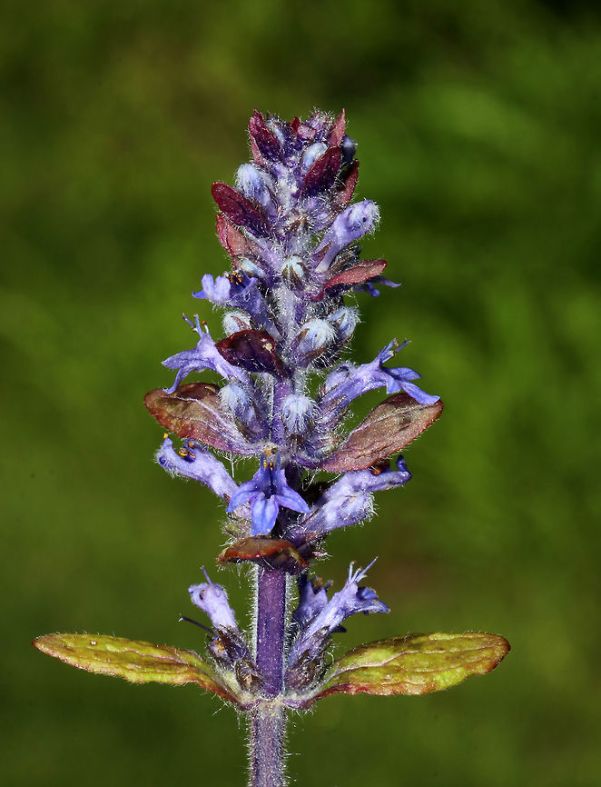 Bugleweed - Ajuga reptans <br />
Whorls of lavender and white flowers with shiny, greenish leaves growing off a single stalk.<br />
<br />
Habitat: Growing in a grassy area next to a pond Ajuga reptans,Common bugle,Geotagged,Spring,United States