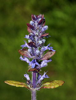 Bugleweed - Ajuga reptans 
Whorls of lavender and white flowers with shiny, greenish leaves growing off a single stalk.

Habitat: Growing in a grassy area next to a pond Ajuga reptans,Common bugle,Geotagged,Spring,United States