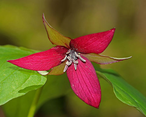 Red Trillium - Trillium erectum Purple-red flowers have 3 petals that are above whorls of pointed triple leaves. The petals have a foul smell, which attracts carrion flies (and other insects) that act as pollinators.

Habitat: Deciduous forest Geotagged,Red trillium,Spring,Trillium erectum,United States. trillium