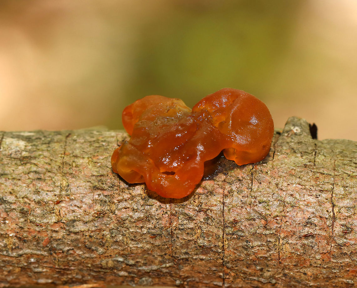 Witch's Butter - Tremella mesenterica Gelatinous yellow-orange fruiting bodies that resemble apricot jam smeared all over a branch. The fruiting bodies are composed of brain-like sections/lobes and have no stems. They feel like gummy bears and are surprisingly tough.<br />
<br />
This fungus grows on the dead wood of many types of trees, but it is particularly common of birch. However, it&#039;s not the wood that Tremella mesenterica feeds upon, but rather the crust fungi, which have been feeding on the wood. Therefore, this fungus is more parasitic than it is saprobic. Geotagged,Spring,Tremella mesenterica,United States