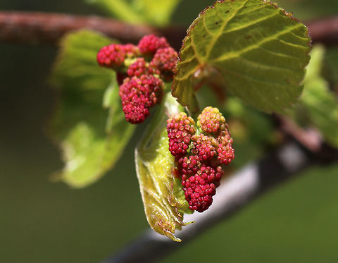 Unknown Plant I have no idea what this is. It was growing wrapped up in a staghorn sumac bush.
https://www.jungledragon.com/image/81261/unknown_plant.html Geotagged,Spring,United States