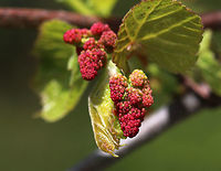 Unknown Plant I have no idea what this is. It was growing wrapped up in a staghorn sumac bush.<br />
https://www.jungledragon.com/image/81261/unknown_plant.html Geotagged,Spring,United States