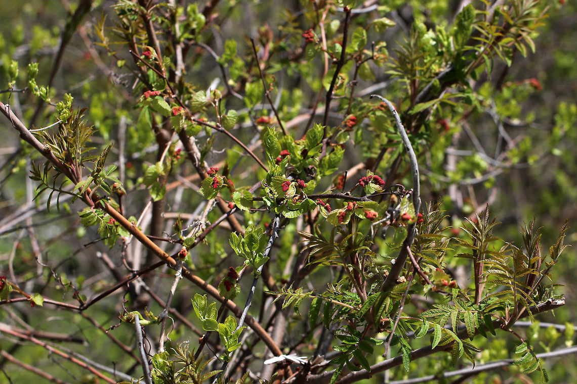 Unknown Plant I have no idea what this is. It was growing wrapped up in a staghorn sumac bush.<br />
<figure class="photo"><a href="https://www.jungledragon.com/image/81259/unknown_plant.html" title="Unknown Plant"><img src="https://s3.amazonaws.com/media.jungledragon.com/images/3232/81259_thumb.jpg?AWSAccessKeyId=05GMT0V3GWVNE7GGM1R2&Expires=1770854410&Signature=%2FFv8HYtvaz17D945yWd1gxslePQ%3D" width="200" height="156" alt="Unknown Plant I have no idea what this is. It was growing wrapped up in a staghorn sumac bush.<br />
https://www.jungledragon.com/image/81261/unknown_plant.html Geotagged,Spring,United States" /></a></figure> Geotagged,Spring,United States