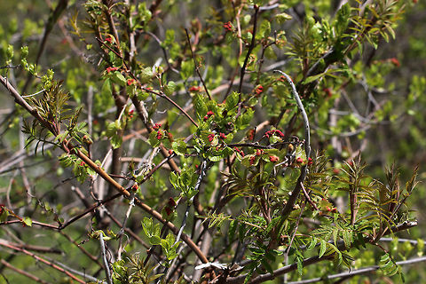 Unknown Plant I have no idea what this is. It was growing wrapped up in a staghorn sumac bush.
https://www.jungledragon.com/image/81259/unknown_plant.html Geotagged,Spring,United States