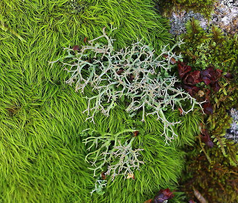 Moss and Lichen This fantastic, bright green, hairy moss was growing on a rock along with other kinds of moss and lichen. It was a beautiful scene! Too bad that I don't know what any of them are...yet.

 Geotagged,Spring,United States,lichen,moss