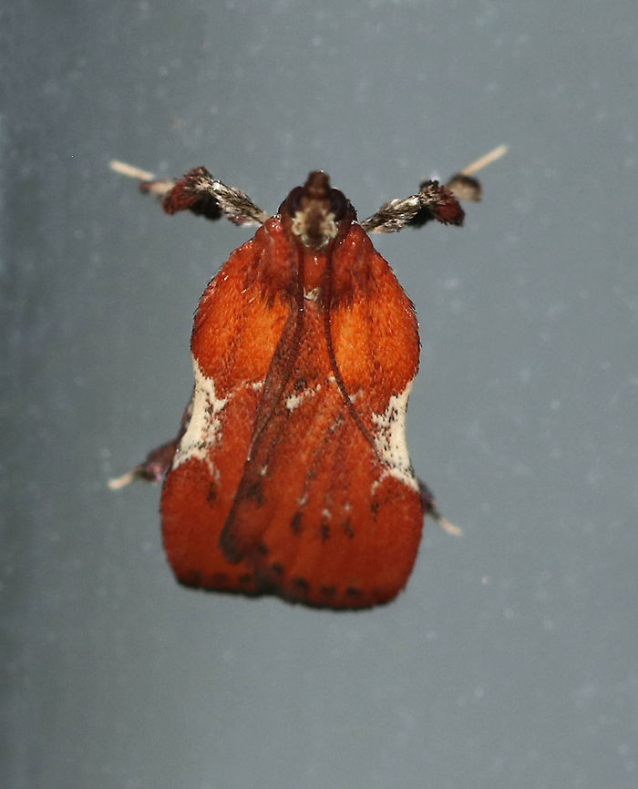 Boxwood Leaftier - Galasa nigrinodis This moth was so cute! It walked around like a plant bug and had a beautiful reddish brown color with tufts on its legs! It also looked like it was standing on its tiptoes, or &quot;tip-tarsi&quot;.<br />
<br />
Habitat: Attracted to a 395 nm LED light in a semi-rural area<br />
<figure class="photo"><a href="https://www.jungledragon.com/image/81269/boxwood_leaftier_-_galasa_nigrinodis.html" title="Boxwood Leaftier - Galasa nigrinodis"><img src="https://s3.amazonaws.com/media.jungledragon.com/images/3232/81269_thumb.jpg?AWSAccessKeyId=05GMT0V3GWVNE7GGM1R2&Expires=1767225610&Signature=cX3oYPrFBNJNEMhaeHZfUlD8p50%3D" width="200" height="148" alt="Boxwood Leaftier - Galasa nigrinodis This moth was so cute! It walked around like a plant bug and had a beautiful reddish brown color with tufts on its legs! It also looked like it was standing on its tiptoes, or &quot;tip-tarsi&quot;.<br />
<br />
Habitat: Attracted to a 395 nm LED light in a semi-rural area<br />
https://www.jungledragon.com/image/81267/boxwood_leaftier_-_galasa_nigrinodis.html<br />
https://www.jungledragon.com/image/81268/boxwood_leaftier_-_galasa_nigrinodis.html Boxwood Leaftier,Galasa nigrinodis,Geotagged,Summer,United States" /></a></figure><br />
<figure class="photo"><a href="https://www.jungledragon.com/image/81268/boxwood_leaftier_-_galasa_nigrinodis.html" title="Boxwood Leaftier - Galasa nigrinodis"><img src="https://s3.amazonaws.com/media.jungledragon.com/images/3232/81268_thumb.jpg?AWSAccessKeyId=05GMT0V3GWVNE7GGM1R2&Expires=1767225610&Signature=xh5KPEzl9R7ktiqqmWo8RGWfm4o%3D" width="126" height="152" alt="Boxwood Leaftier - Galasa nigrinodis This moth was so cute! It walked around like a plant bug and had a beautiful reddish brown color with tufts on its legs! It also looked like it was standing on its tiptoes, or &quot;tip-tarsi&quot;.<br />
<br />
Habitat: Attracted to a 395 nm LED light in a semi-rural area<br />
https://www.jungledragon.com/image/81267/boxwood_leaftier_-_galasa_nigrinodis.html<br />
https://www.jungledragon.com/image/81269/boxwood_leaftier_-_galasa_nigrinodis.html Boxwood Leaftier,Galasa nigrinodis,Geotagged,Summer,United States" /></a></figure> Boxwood Leaftier,Galasa nigrinodis,Geotagged,Summer,United States,moth