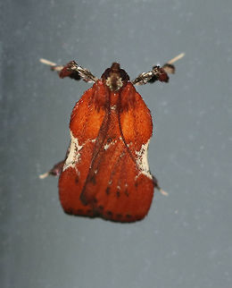 Boxwood Leaftier - Galasa nigrinodis This moth was so cute! It walked around like a plant bug and had a beautiful reddish brown color with tufts on its legs! It also looked like it was standing on its tiptoes, or "tip-tarsi".

Habitat: Attracted to a 395 nm LED light in a semi-rural area
https://www.jungledragon.com/image/81269/boxwood_leaftier_-_galasa_nigrinodis.html
https://www.jungledragon.com/image/81268/boxwood_leaftier_-_galasa_nigrinodis.html Boxwood Leaftier,Galasa nigrinodis,Geotagged,Summer,United States,moth