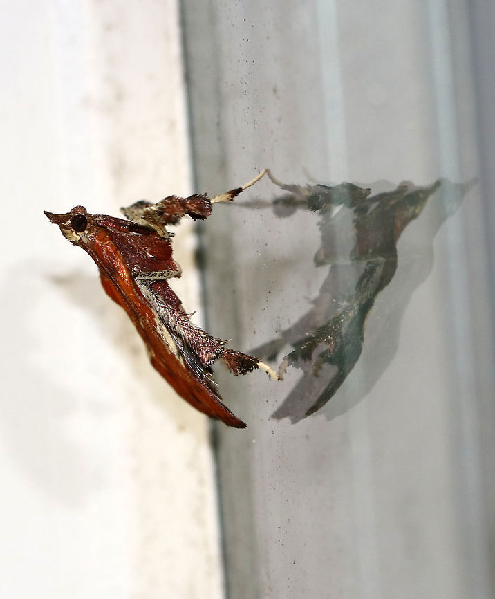 Boxwood Leaftier - Galasa nigrinodis This moth was so cute! It walked around like a plant bug and had a beautiful reddish brown color with tufts on its legs! It also looked like it was standing on its tiptoes, or &quot;tip-tarsi&quot;.<br />
<br />
Habitat: Attracted to a 395 nm LED light in a semi-rural area<br />
<figure class="photo"><a href="https://www.jungledragon.com/image/81267/boxwood_leaftier_-_galasa_nigrinodis.html" title="Boxwood Leaftier - Galasa nigrinodis"><img src="https://s3.amazonaws.com/media.jungledragon.com/images/3232/81267_thumb.jpg?AWSAccessKeyId=05GMT0V3GWVNE7GGM1R2&Expires=1767225610&Signature=Dz%2BzS3zgE3CziI4bE35RFJdJaTg%3D" width="124" height="152" alt="Boxwood Leaftier - Galasa nigrinodis This moth was so cute! It walked around like a plant bug and had a beautiful reddish brown color with tufts on its legs! It also looked like it was standing on its tiptoes, or &quot;tip-tarsi&quot;.<br />
<br />
Habitat: Attracted to a 395 nm LED light in a semi-rural area<br />
https://www.jungledragon.com/image/81269/boxwood_leaftier_-_galasa_nigrinodis.html<br />
https://www.jungledragon.com/image/81268/boxwood_leaftier_-_galasa_nigrinodis.html Boxwood Leaftier,Galasa nigrinodis,Geotagged,Summer,United States,moth" /></a></figure><br />
<figure class="photo"><a href="https://www.jungledragon.com/image/81269/boxwood_leaftier_-_galasa_nigrinodis.html" title="Boxwood Leaftier - Galasa nigrinodis"><img src="https://s3.amazonaws.com/media.jungledragon.com/images/3232/81269_thumb.jpg?AWSAccessKeyId=05GMT0V3GWVNE7GGM1R2&Expires=1767225610&Signature=cX3oYPrFBNJNEMhaeHZfUlD8p50%3D" width="200" height="148" alt="Boxwood Leaftier - Galasa nigrinodis This moth was so cute! It walked around like a plant bug and had a beautiful reddish brown color with tufts on its legs! It also looked like it was standing on its tiptoes, or &quot;tip-tarsi&quot;.<br />
<br />
Habitat: Attracted to a 395 nm LED light in a semi-rural area<br />
https://www.jungledragon.com/image/81267/boxwood_leaftier_-_galasa_nigrinodis.html<br />
https://www.jungledragon.com/image/81268/boxwood_leaftier_-_galasa_nigrinodis.html Boxwood Leaftier,Galasa nigrinodis,Geotagged,Summer,United States" /></a></figure> Boxwood Leaftier,Galasa nigrinodis,Geotagged,Summer,United States