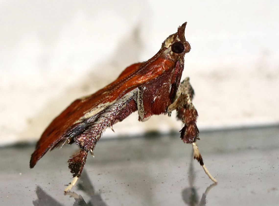 Boxwood Leaftier - Galasa nigrinodis This moth was so cute! It walked around like a plant bug and had a beautiful reddish brown color with tufts on its legs! It also looked like it was standing on its tiptoes, or "tip-tarsi".<br />
<br />
Habitat: Attracted to a 395 nm LED light in a semi-rural area<br />
<figure class="photo"><a href="https://www.jungledragon.com/image/81267/boxwood_leaftier_-_galasa_nigrinodis.html" title="Boxwood Leaftier - Galasa nigrinodis"><img src="https://s3.amazonaws.com/media.jungledragon.com/images/3232/81267_thumb.jpg?AWSAccessKeyId=05GMT0V3GWVNE7GGM1R2&Expires=1759968010&Signature=H2YoQDi35018iV93H8xhM2rQBKE%3D" width="124" height="152" alt="Boxwood Leaftier - Galasa nigrinodis This moth was so cute! It walked around like a plant bug and had a beautiful reddish brown color with tufts on its legs! It also looked like it was standing on its tiptoes, or "tip-tarsi".<br />
<br />
Habitat: Attracted to a 395 nm LED light in a semi-rural area<br />
https://www.jungledragon.com/image/81269/boxwood_leaftier_-_galasa_nigrinodis.html<br />
https://www.jungledragon.com/image/81268/boxwood_leaftier_-_galasa_nigrinodis.html Boxwood Leaftier,Galasa nigrinodis,Geotagged,Summer,United States,moth" /></a></figure><br />
<figure class="photo"><a href="https://www.jungledragon.com/image/81268/boxwood_leaftier_-_galasa_nigrinodis.html" title="Boxwood Leaftier - Galasa nigrinodis"><img src="https://s3.amazonaws.com/media.jungledragon.com/images/3232/81268_thumb.jpg?AWSAccessKeyId=05GMT0V3GWVNE7GGM1R2&Expires=1759968010&Signature=fW3DGtNcYJ5pGw3xlomOXKUZE20%3D" width="126" height="152" alt="Boxwood Leaftier - Galasa nigrinodis This moth was so cute! It walked around like a plant bug and had a beautiful reddish brown color with tufts on its legs! It also looked like it was standing on its tiptoes, or "tip-tarsi".<br />
<br />
Habitat: Attracted to a 395 nm LED light in a semi-rural area<br />
https://www.jungledragon.com/image/81267/boxwood_leaftier_-_galasa_nigrinodis.html<br />
https://www.jungledragon.com/image/81269/boxwood_leaftier_-_galasa_nigrinodis.html Boxwood Leaftier,Galasa nigrinodis,Geotagged,Summer,United States" /></a></figure> Boxwood Leaftier,Galasa nigrinodis,Geotagged,Summer,United States