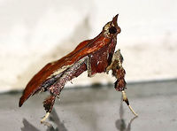 Boxwood Leaftier - Galasa nigrinodis This moth was so cute! It walked around like a plant bug and had a beautiful reddish brown color with tufts on its legs! It also looked like it was standing on its tiptoes, or "tip-tarsi".<br />
<br />
Habitat: Attracted to a 395 nm LED light in a semi-rural area<br />
https://www.jungledragon.com/image/81267/boxwood_leaftier_-_galasa_nigrinodis.html<br />
https://www.jungledragon.com/image/81268/boxwood_leaftier_-_galasa_nigrinodis.html Boxwood Leaftier,Galasa nigrinodis,Geotagged,Summer,United States