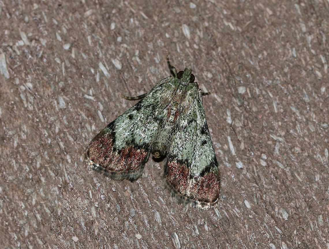 Epipaschia superatalis - Dimorphic Macalla moth TL: ~10 mm. Green FW with brown shading beyond the angled PM line. Hosts: Unknown, probably Rhus sp. and Toxicodendron radicans.<br />
<br />
Habitat: Attracted to a 395 nm LED light in a semi-rural area Dimorphic macalla moth,Epipaschia superatalis,Geotagged,Summer,United States,moth
