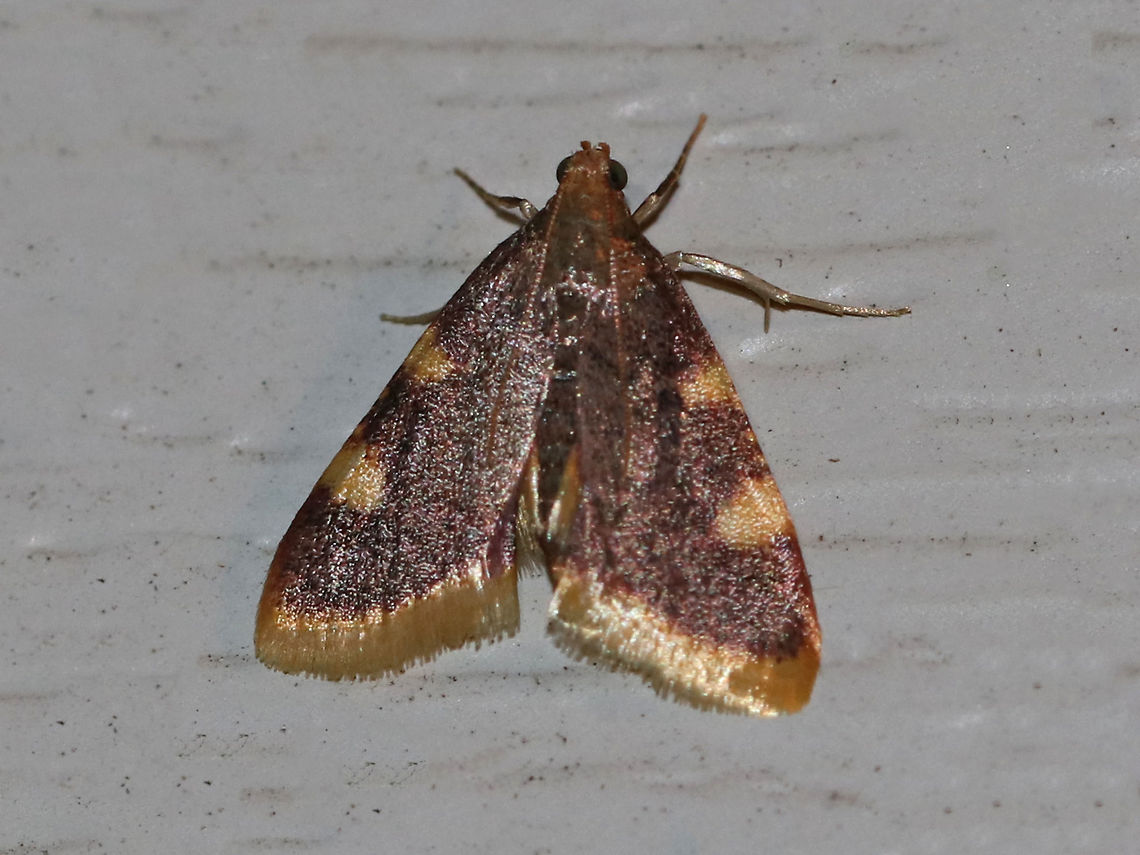 Gold Triangle - Hypsopygia costalis TL: ~15 mm. Reddish peppery FW with orange-yellow outer margin. Costa marked with large, irregular yellow patches. Hosts: Dried plant material.<br />
<br />
Habitat: Attracted to a 395 nm LED light in a semi-rural area Geotagged,Gold triangle,Hypsopygia costalis,Summer,United States,clover hayworm,moth