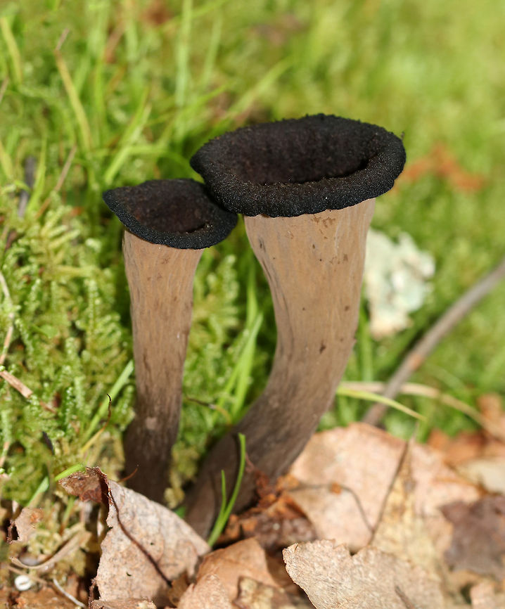 Black Trumpets - Craterellus fallax Fruiting bodies were vase-shaped and were growing together in a cluster. The upper surfaces were dark brown/blackish, and the under surfaces were grayish brown and wrinkled. <br />
<br />
Habitat: Growing on the ground in a mostly deciduous forest with eastern hemlock, oak, birch, beech, and maple. Craterellus fallax,Geotagged,Summer,United States,trumpets