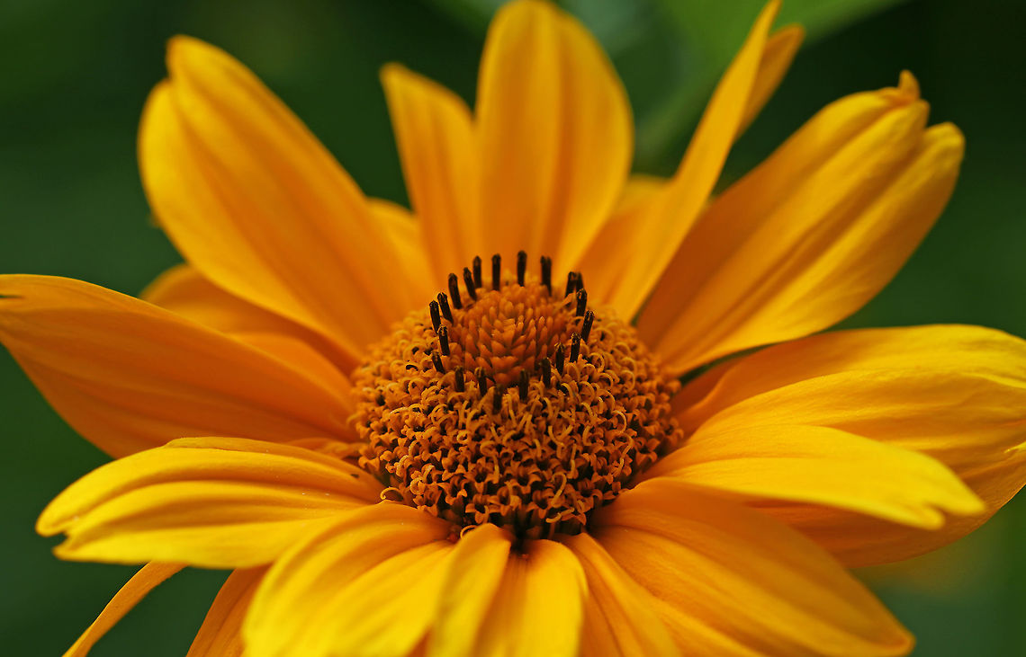False Sunflower - Heliopsis helianthoides This flower looks like a small sunflower. It has a cone-shaped central disk and persistent rays. Unlike true sunflowers, this flower&#039;s rays persist on the flower heads rather than withering and falling off.<br />
<br />
Habitat: Rural garden False sunflower,Geotagged,Heliopsis helianthoides,Summer,Sunflower,United States