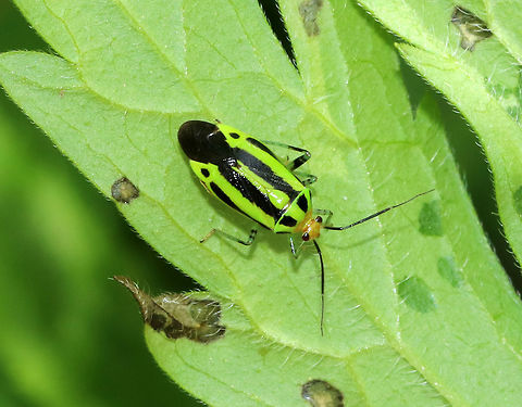 Four-lined Plant Bug - Poecilocapsus lineatus TL: ~8 mm. Bright green FW with four black stripes. Orange head.
Habitat: Rural garden
** this is my 1,500th species on JD! Four-lined Plant Bug,Geotagged,Poecilocapsus lineatus,Poecilocapsus lineatus Fabricius,Summer,United States,bug,plant bug