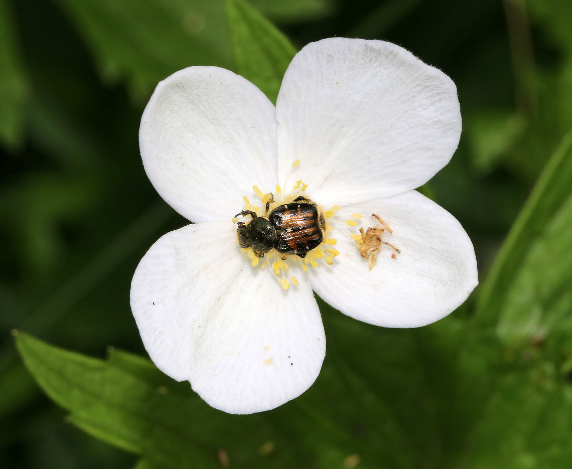 Flower Chafer - Trichiotinus affinis TL: ~ 8 mm. Brown and black elytra with ridges. Tiny white lines on edges of elytra. Abdomen with densely setose pygidium. <br />
<br />
Habitat: Rural garden Geotagged,Summer,Trichiotinus affinis,United States,beetle,chafer,flower chafer,scarab,scarab beetle