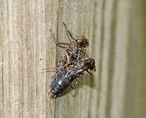 Dragonfly Exuvia I thought this was pretty cool. These dragonfly exuvia were clinging to the side of a bird blind on a still pond. There were a bunch of other exuvia in the area, but these captured my attention because they were in a mating position with the one on top (male, I assume) holding on to the one underneath. So, I wonder how this happened? Did the male target the female and latch onto her so he would get first mating rights once they emerged as adults? 

Habitat: Deciduous forest, on the side of a pond Geotagged,Summer,United States,dragonfly,dragonfly exuvia,exuvia,odonata,signs of wildlife
