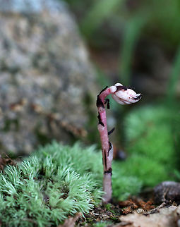 Indian Pipe - Monotropa uniflora Usually this plant is translucent white, but sometimes I find pinkish ones. Indian Pipe plants have a stem, bract-like scales instead of leaves, and a single flower at the end of the stem. 

While Indian Pipe is a flowering plant, it is unusual because it isn't green. Unlike most plants, Indian Pipe is white and doesn't contain chlorophyll. Instead of generating energy from sunlight, it is parasitic - more specifically it's a myco-heterotroph. Myco-heterotrophs get their food by parasitizing fungi. They do this by linking their roots with the mycelia of a fungus from which the plant will then get its nutrients.

Habitat: Deciduous forest; there was lots of it popping up :) Geotagged,Ghost Plant,Monotropa uniflora,Summer,United States,indian pipe,monotropa