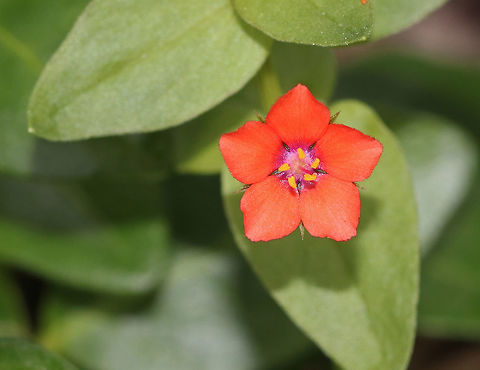 Scarlet Pimpernel - Anagallis arvensis Scarlet pimpernel flowers open only when the sun shines. It has a wide variety of flower colors, including orange, red, and blue. These flowers were growing very low to the ground and were a very vibrant orange color.

Habitat: Rural garden

*Flash used for this shot and color is not accurate.  

No flash and accurate color:
https://www.jungledragon.com/image/81292/scarlet_pimpernel_-_anagallis_arvensis.html 
 Anagallis arvensis,Geotagged,Scarlet pimpernel,Summer,United States