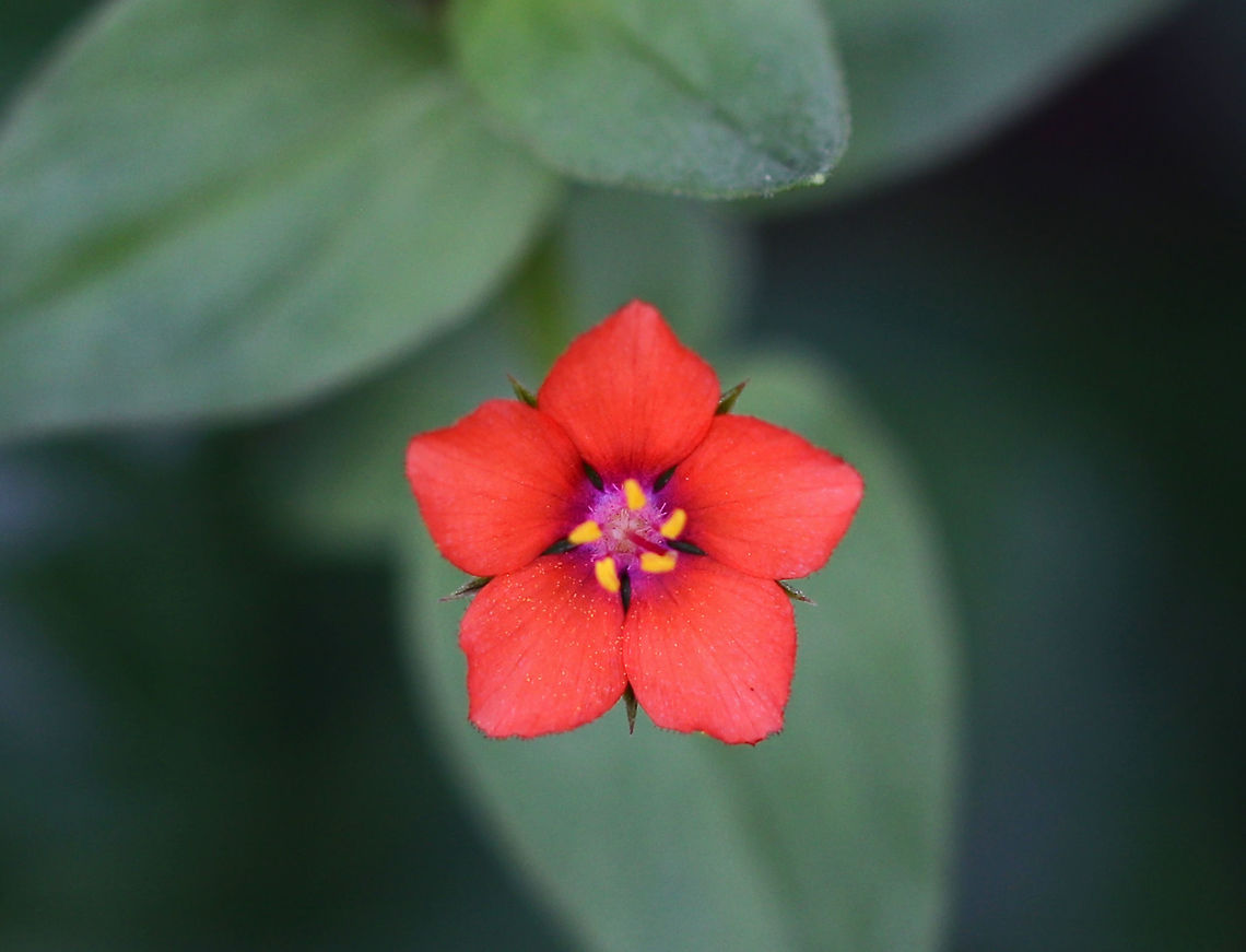Scarlet Pimpernel - Anagallis arvensis Scarlet pimpernel flowers open only when the sun shines. It has a wide variety of flower colors, including orange, red, and blue. These flowers were growing very low to the ground and were a very vibrant orange color.<br />
<br />
Habitat: Rural garden Anagallis arvensis,Geotagged,Scarlet pimpernel,Summer,United States