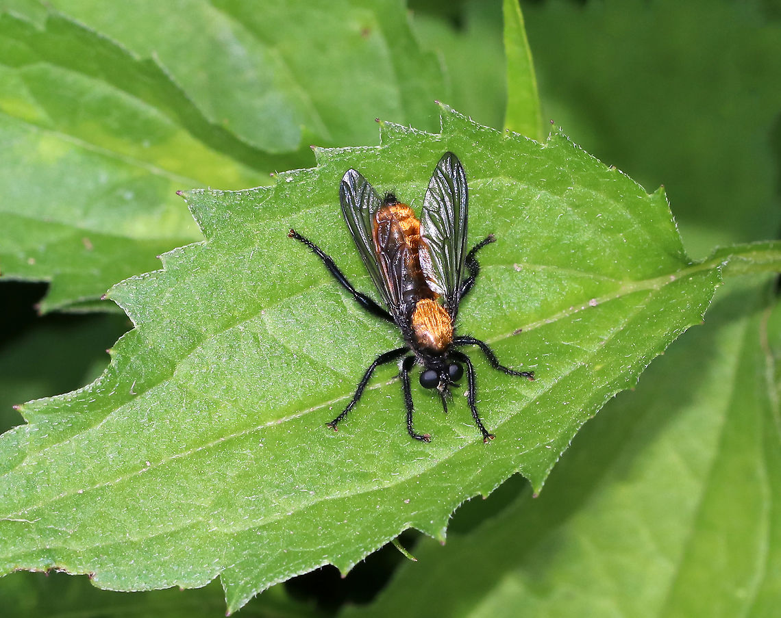 Bee-like Robber Fly - Laphria sericea complex **This species is part of a complex that cannot be separated without examining the male genitalia.<br />
<br />
Habitat: Forest edge Bee-like Robber Fly,Laphria sericea,Laphria sericea complex,Summer,United States,fly,laphria,robber fly