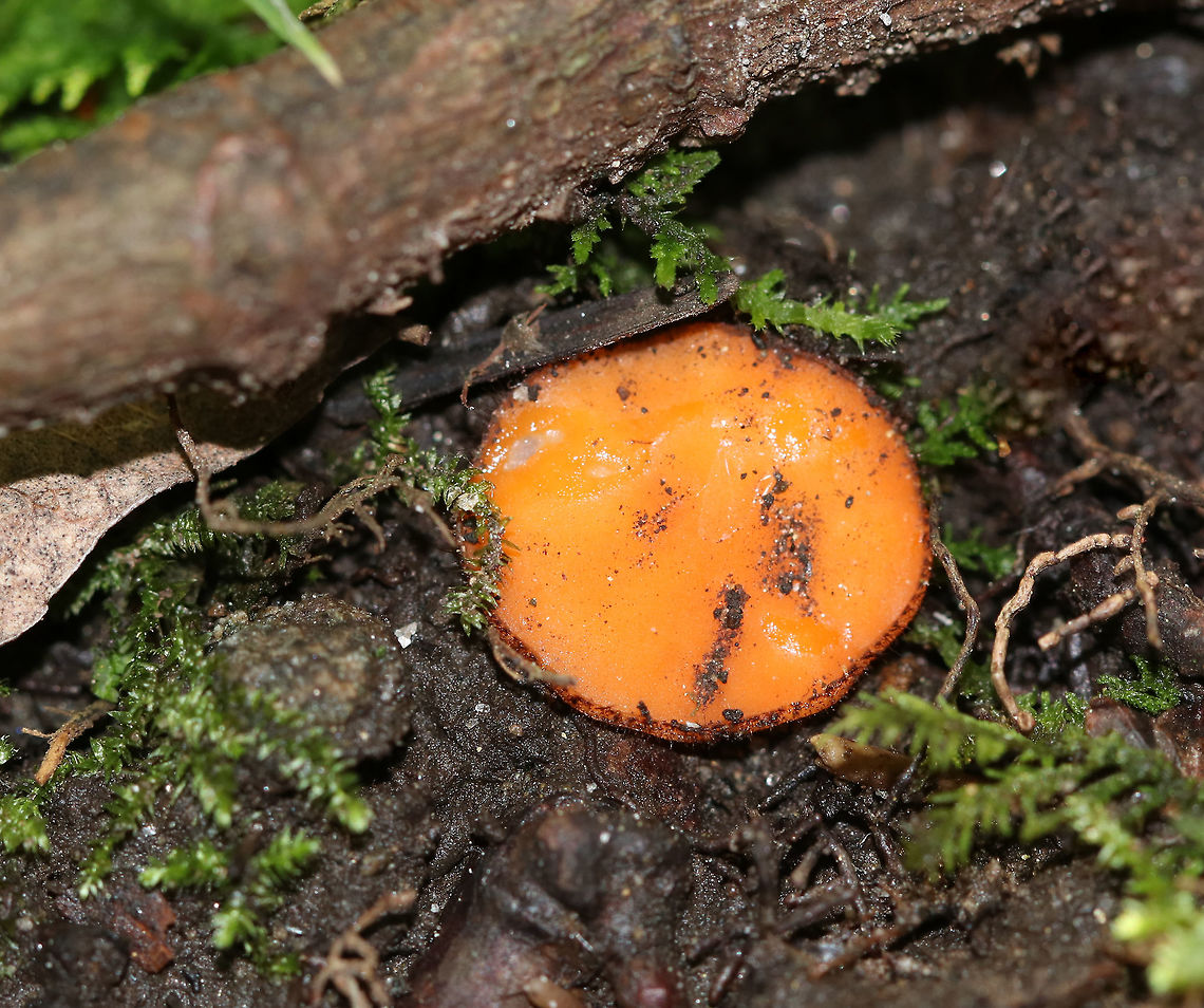 Eyelash Cup -  Scutellinia umbrorum This was the largest Scutellinia that I&#039;ve ever seen. The cups were 15-20 mm diameter. They were pale orange, no stipe, and very short hairs. <br />
<br />
Habitat: Growing on soil near tree roots Geotagged,Scutellinia,Scutellinia umbrarum,Scutellinia umbrorum,Summer,United States,eyelash cup,fungus