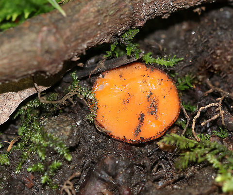 Eyelash Cup -  Scutellinia umbrorum This was the largest Scutellinia that I've ever seen. The cups were 15-20 mm diameter. They were pale orange, no stipe, and very short hairs. 

Habitat: Growing on soil near tree roots Geotagged,Scutellinia,Scutellinia umbrarum,Scutellinia umbrorum,Summer,United States,eyelash cup,fungus