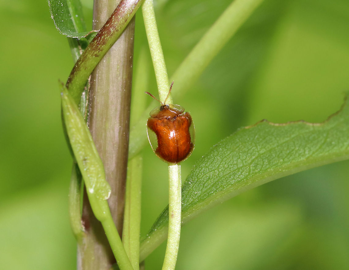 Charidotella purpurata TL: ~6 mm. Host: Bindweed<br />
<br />
Habitat: Rural garden. Its host was choking the life out of some garden plants. Charidotella,Charidotella purpurata,Geotagged,Summer,United States,tortoise beetle