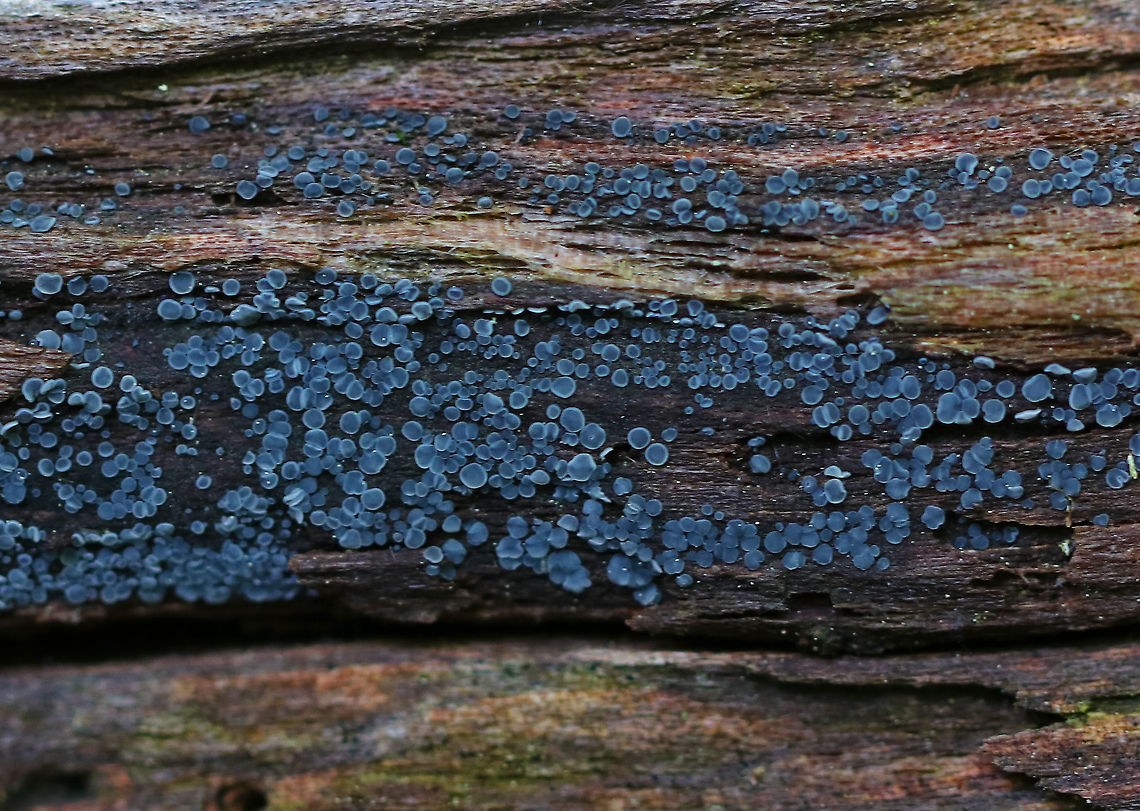 Mollisia Disco - Mollisia cinerea Grayish blue fruiting bodies with white margins. They were 0.5-1 mm wide. I love these, but they are always so hard to capture!<br />
<br />
Habitat: Spotted growing on rotting wood in a mixed forest. Geotagged,Grey disco,Mollisia cinerea,Summer,United States