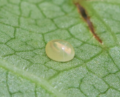 Leaf-footed Bug Egg - Acanthocephala sp. Fairly large egg (~2.5 mm) deposited on its side. The egg has a perforated ring at one end, which resembles a cap. This is where the chorion will be torn when the nymph emerges.

Habitat: Rural garden Acanthocephala,Geotagged,Leaf-footed Bug Egg,Summer,United States,egg