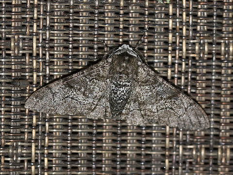 Pepper-and-Salt Geometer -  Biston betularia WS: ~50 mm. Long wings that are peppered and have a wavy black AM and PM line. Hosts: Various trees

I wish I had noticed its little, beetle buddy when taking the photo!

Habitat: Attracted to a 365nm black light tube in a semi-rural area Biston betularia,Geotagged,Pepper-and-Salt Geometer,Peppered moth,Summer,United States,biston,moth