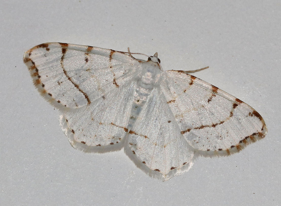 Lesser Maple Spanworm Moth - Speranza pustularia WS: ~25 mm. White moth with faint reddish-brown lines on the wings. The postmedial line is usually the most complete line, and continues onto the hindwing.<br />
<br />
The species name "pustularia" comes from the Latin word "pustulare" (to blister). It was given this name because the third orange-ish marking along the forewing costa was thought to be reminiscent of a pustule that had broken open and leaked a trail of pus down the wing. <br />
<br />
Habitat : Attracted to a 365 nm tube black light in a semi-rural area<br />
 Geotagged,Lesser maple spanworm,Moth,Speranza pustularia,Summer,United States